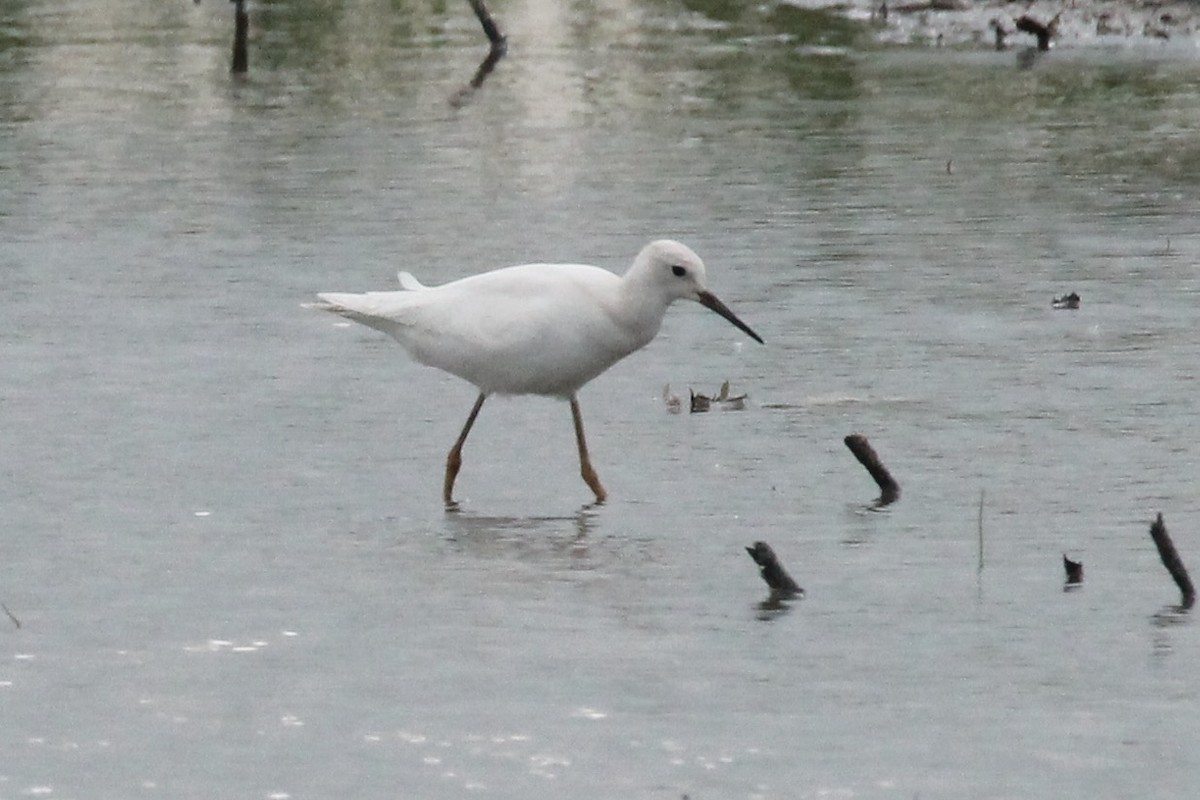 Lesser Yellowlegs - ML622304103