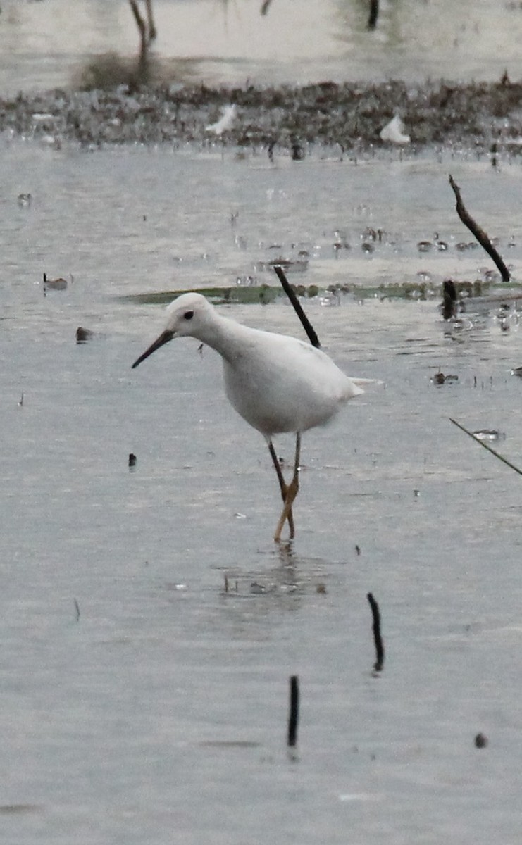 Lesser Yellowlegs - ML622304104