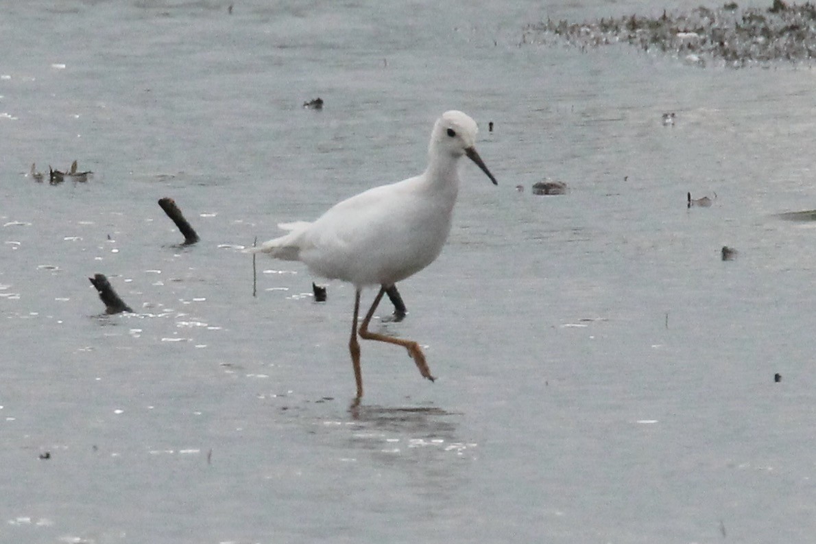 Lesser Yellowlegs - ML622304105