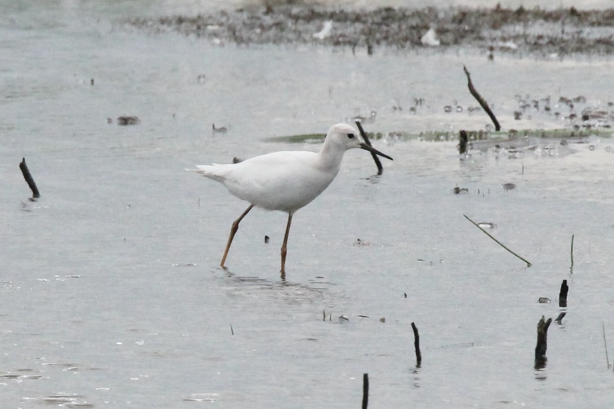 Lesser Yellowlegs - ML622304106