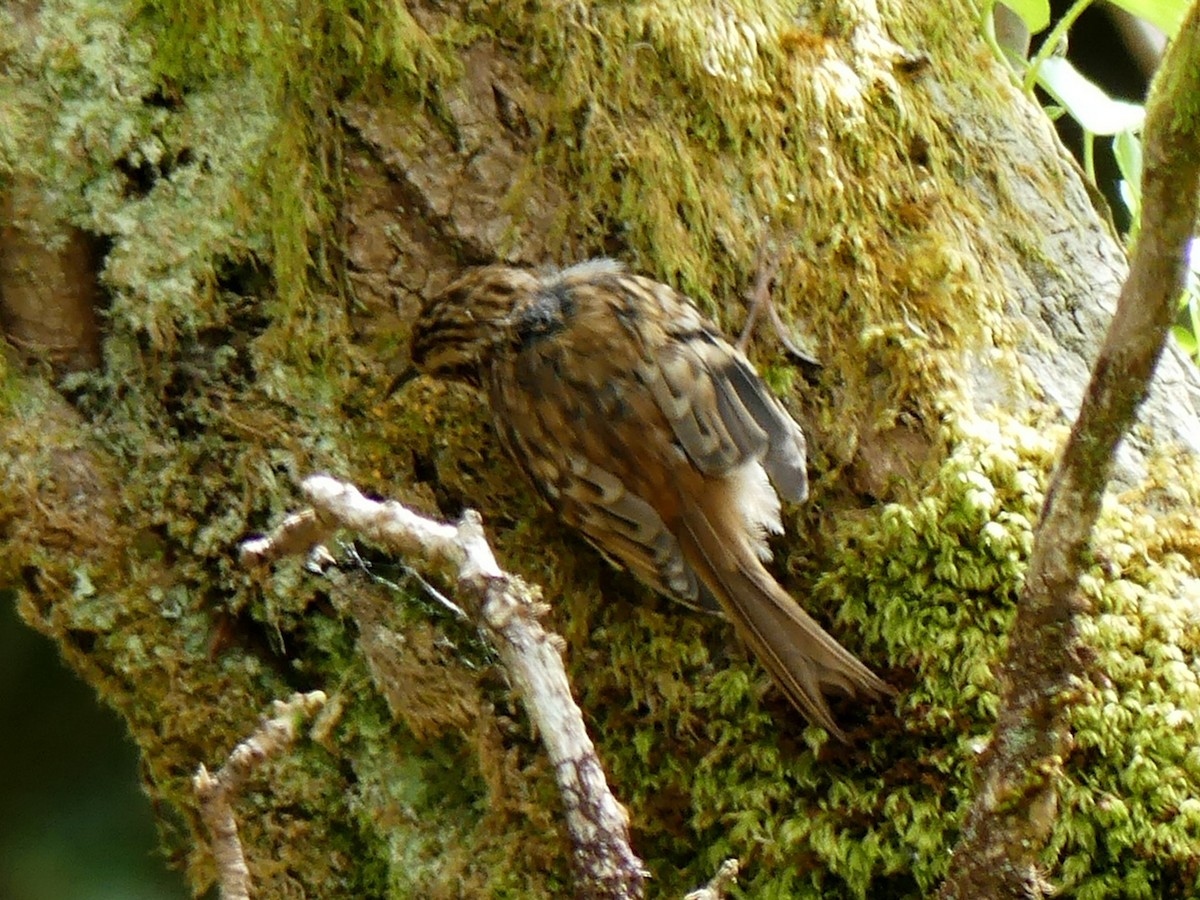 Eurasian Treecreeper - ML62230411