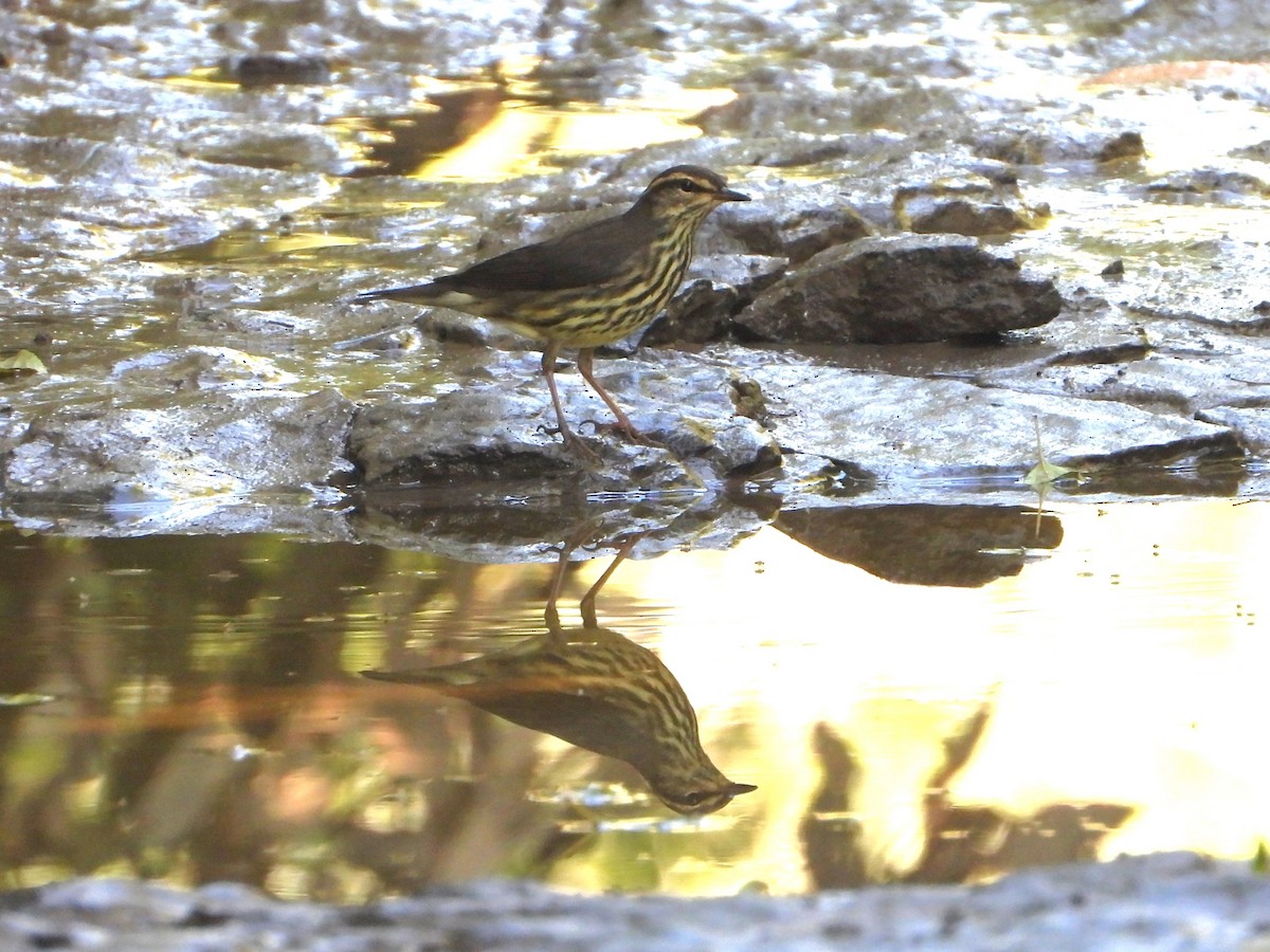 Northern Waterthrush - ML622304121