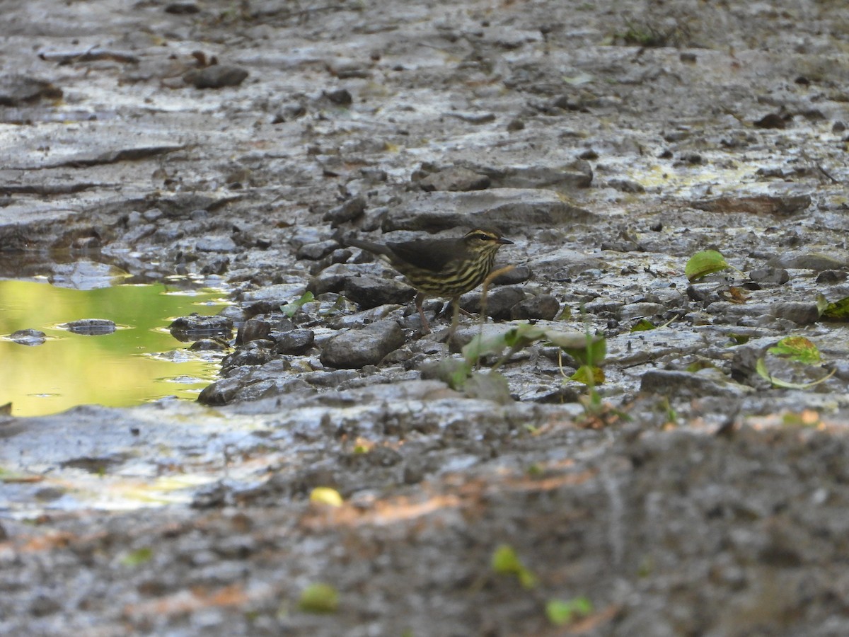 Northern Waterthrush - ML622304123