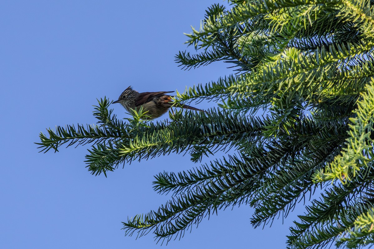 Araucaria Tit-Spinetail - ML622304151