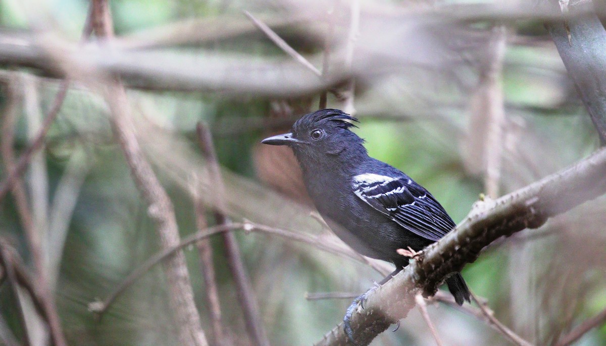 White-lined Antbird - Richard Greenhalgh