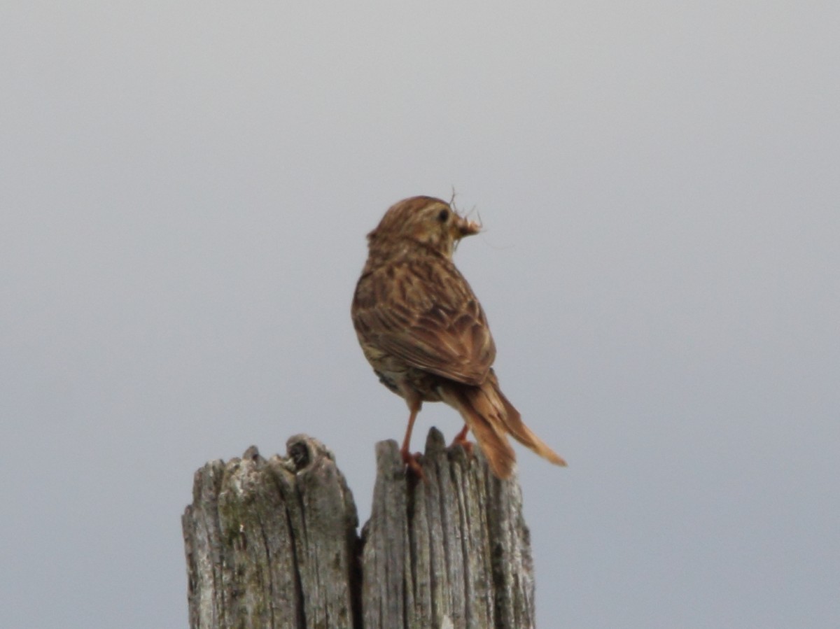 Corn Bunting - ML622304308