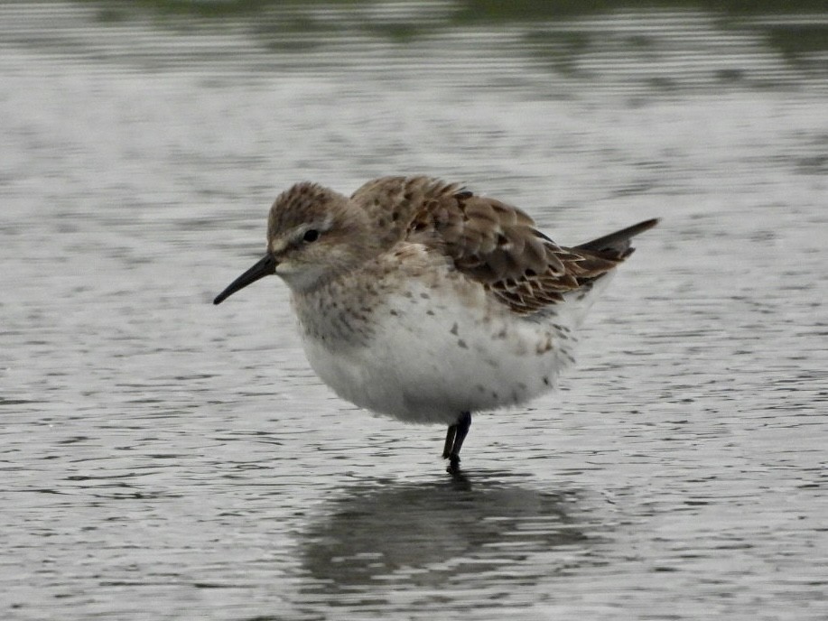 White-rumped Sandpiper - ML622304408