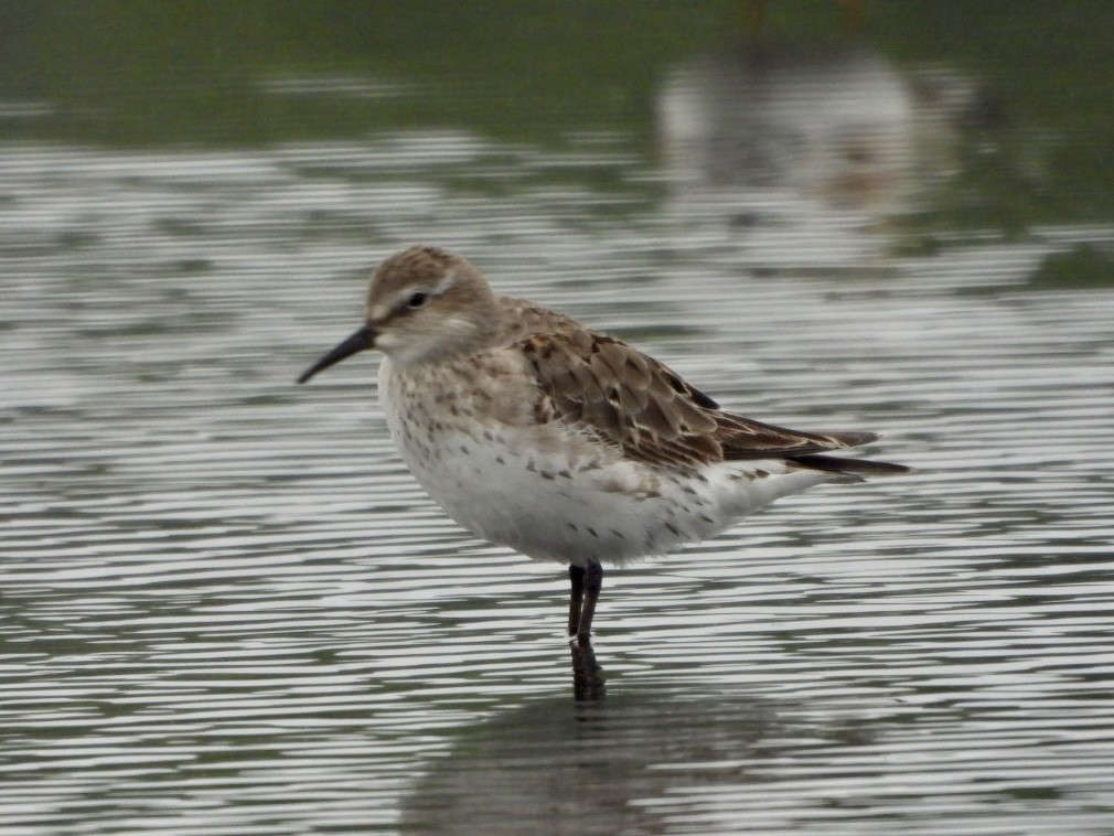 White-rumped Sandpiper - ML622304409