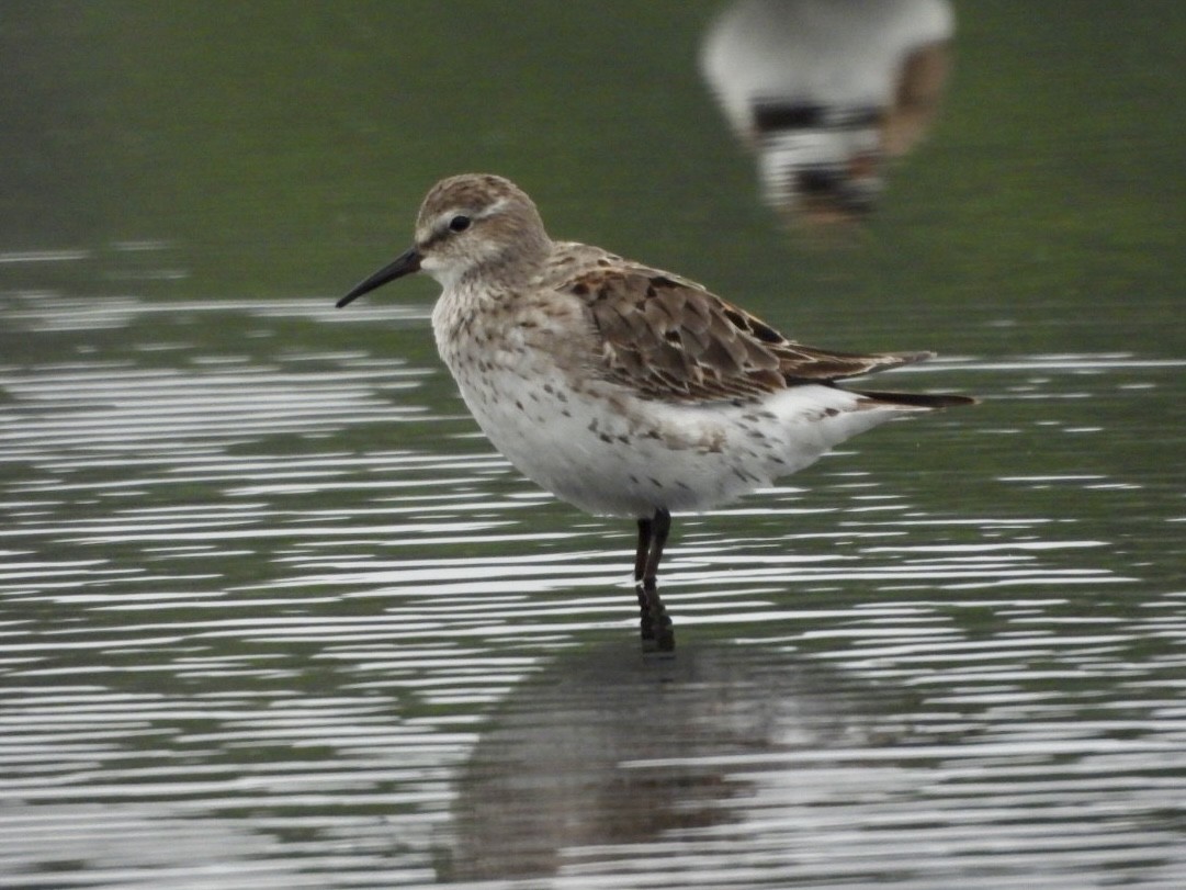 White-rumped Sandpiper - ML622304410