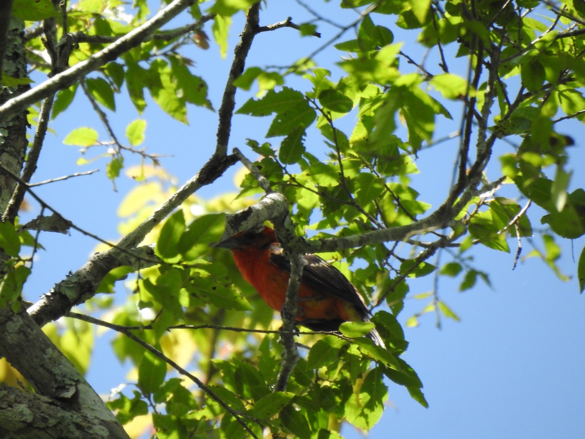 Flame-colored Tanager - ML622304420