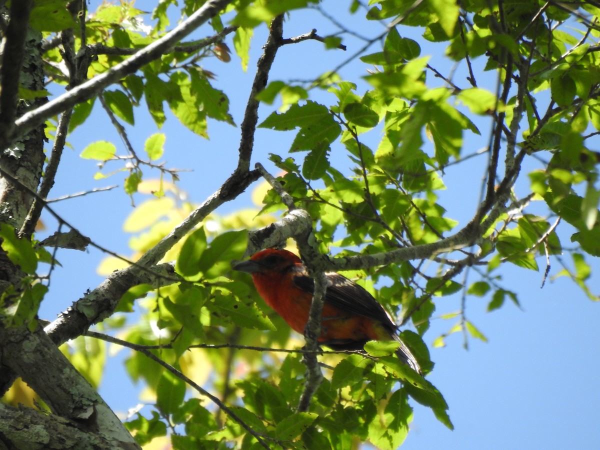 Flame-colored Tanager - ML622304425