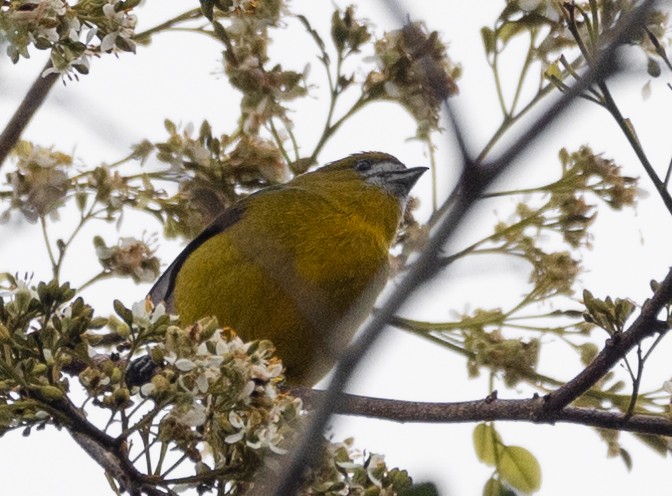 Golden-bellied Euphonia - ML622304538