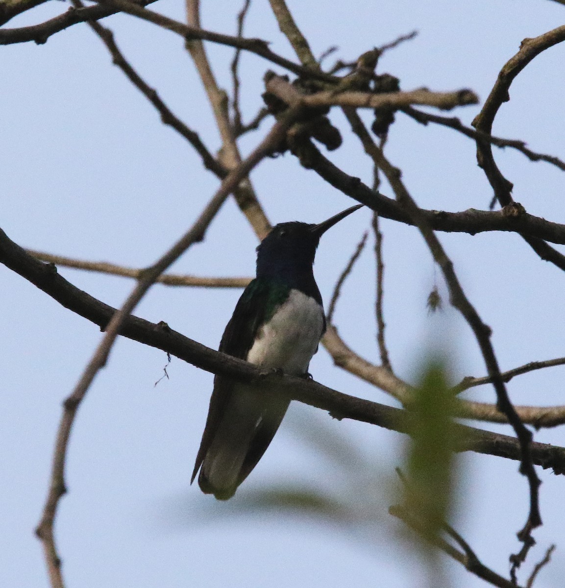 White-necked Jacobin - ML622304568