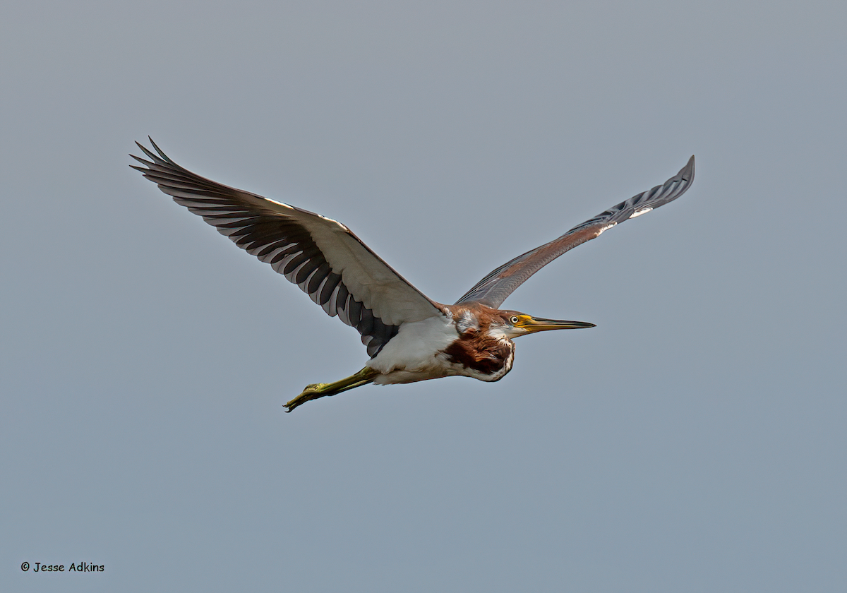 Tricolored Heron - ML622304640