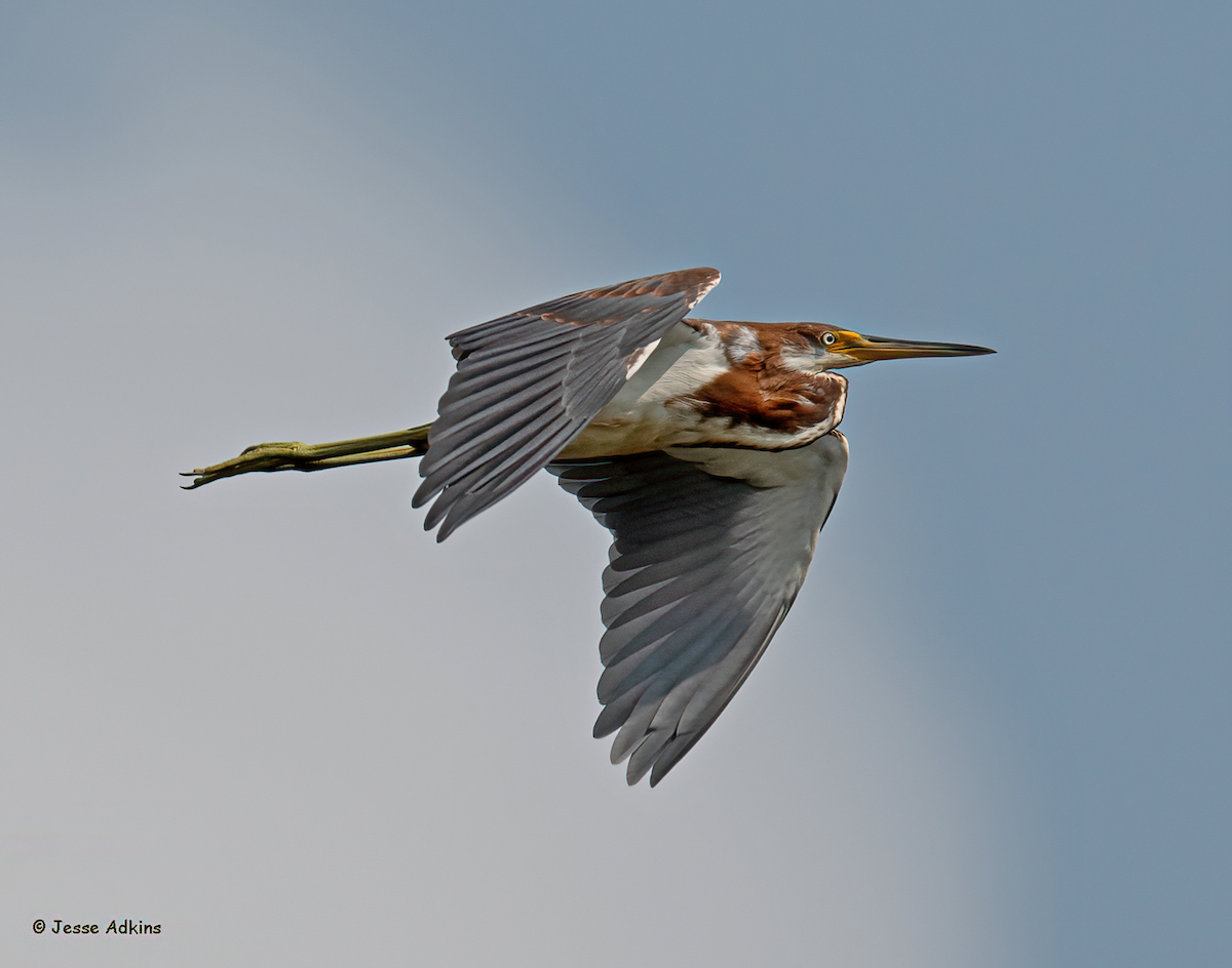 Tricolored Heron - ML622304641