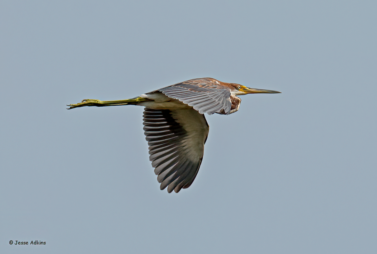 Tricolored Heron - ML622304642