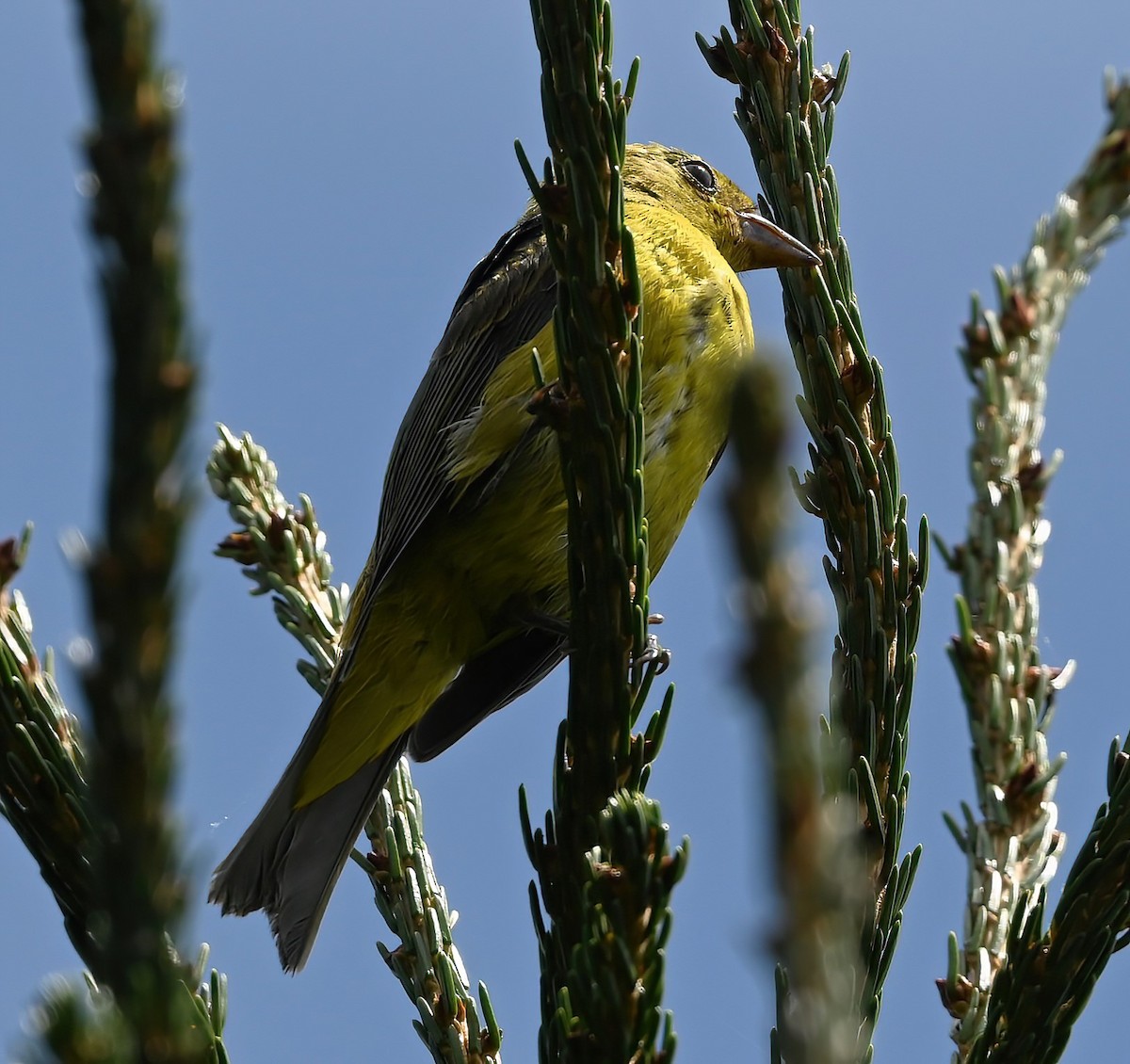 Piranga écarlate - ML622304840