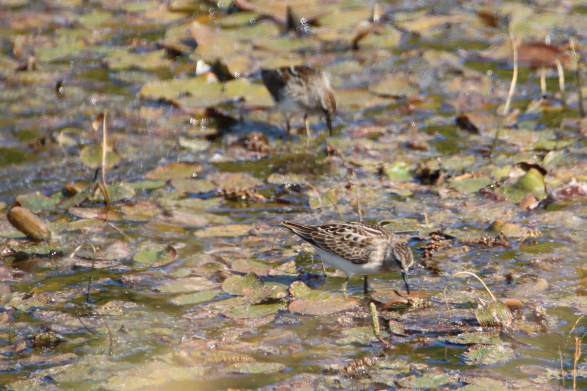 Least Sandpiper - ML622304866