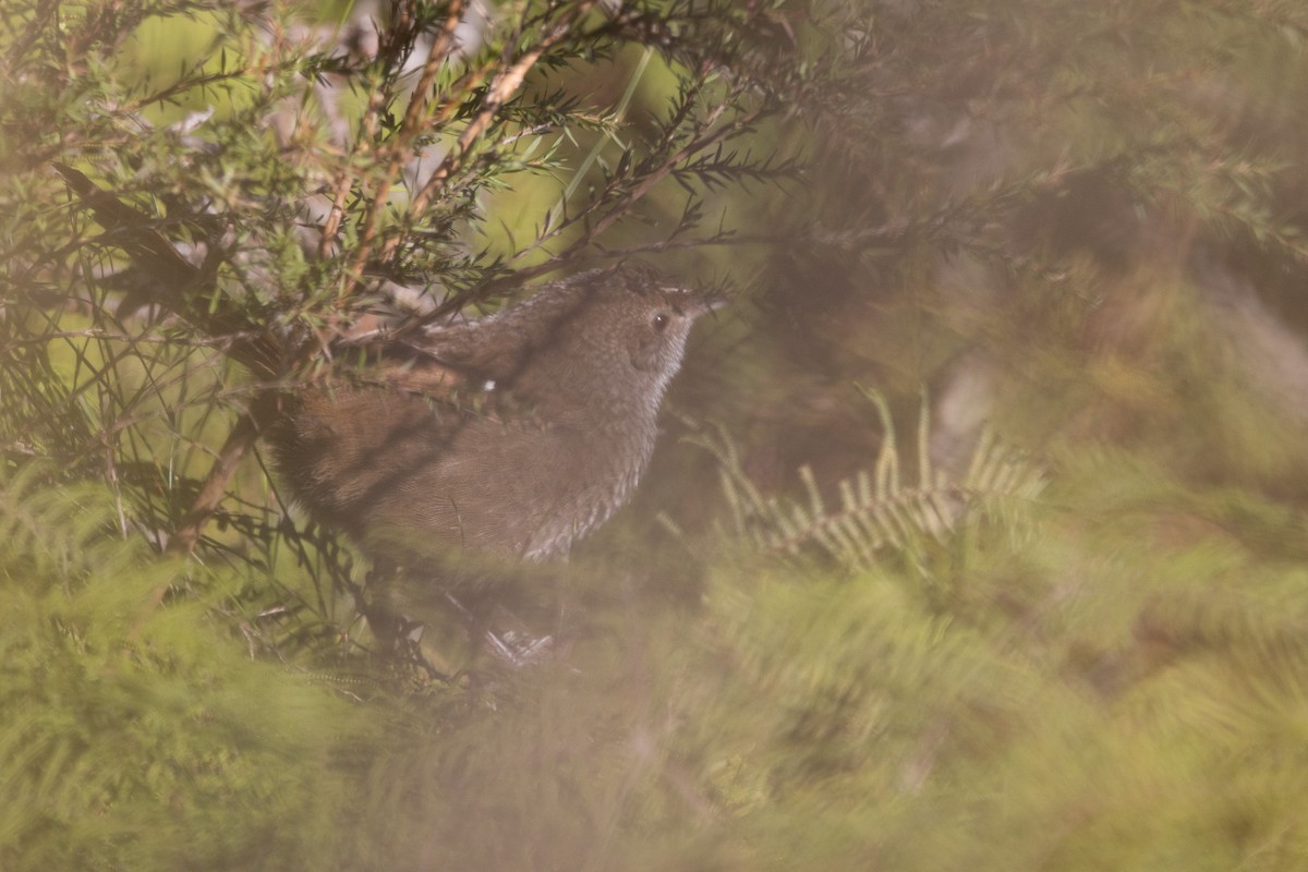 Eastern Bristlebird - ML622304875