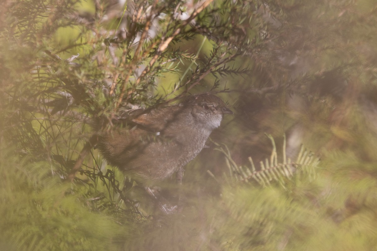 Eastern Bristlebird - ML622304877