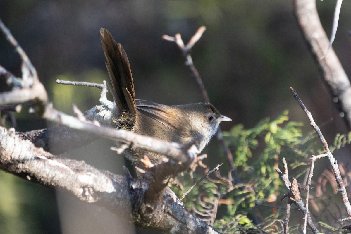 Eastern Bristlebird - ML622304879