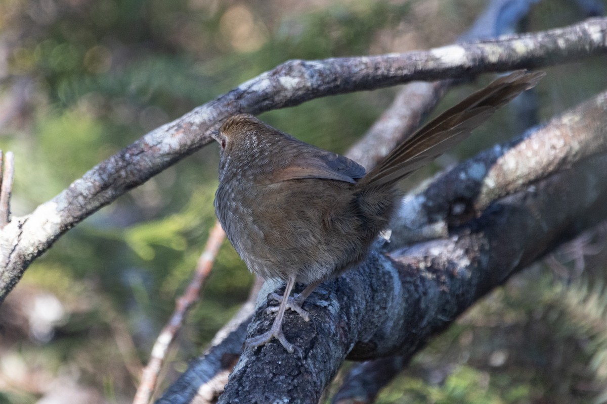 Eastern Bristlebird - ML622304883