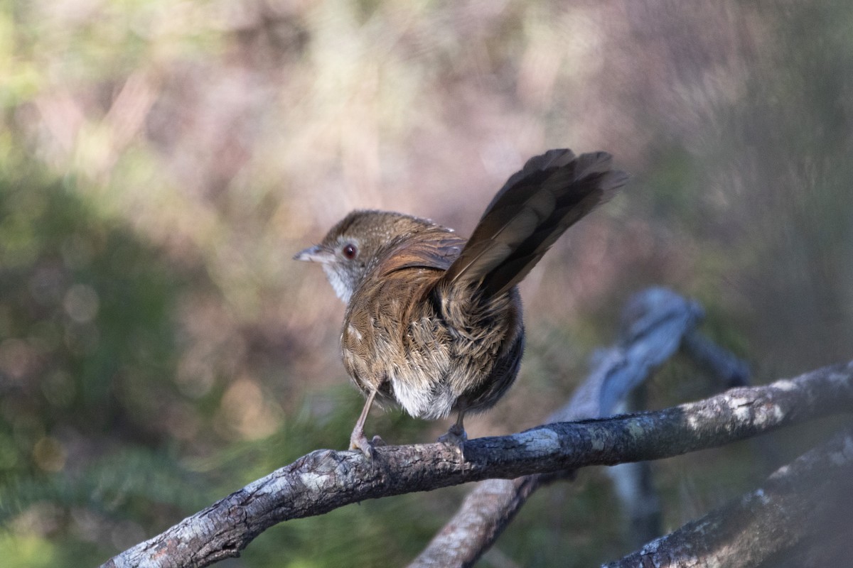 Eastern Bristlebird - ML622304886