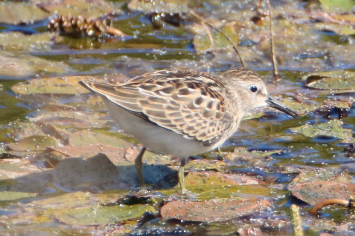 Least Sandpiper - ML622304887