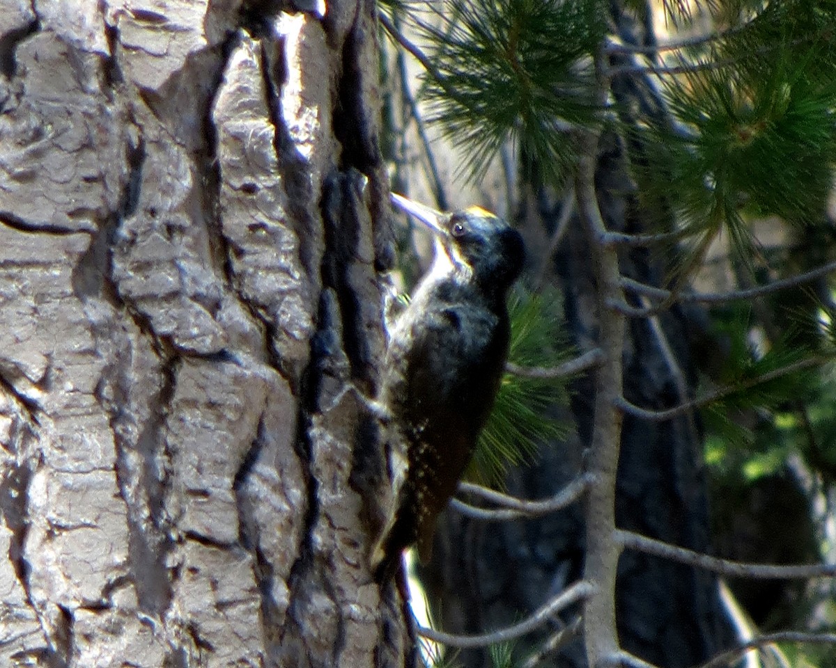 Black-backed Woodpecker - ML62230491