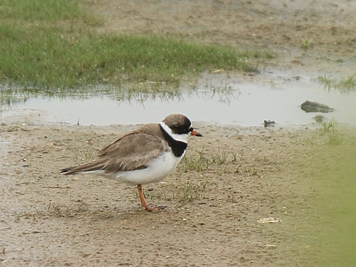 Semipalmated Plover - ML622304929