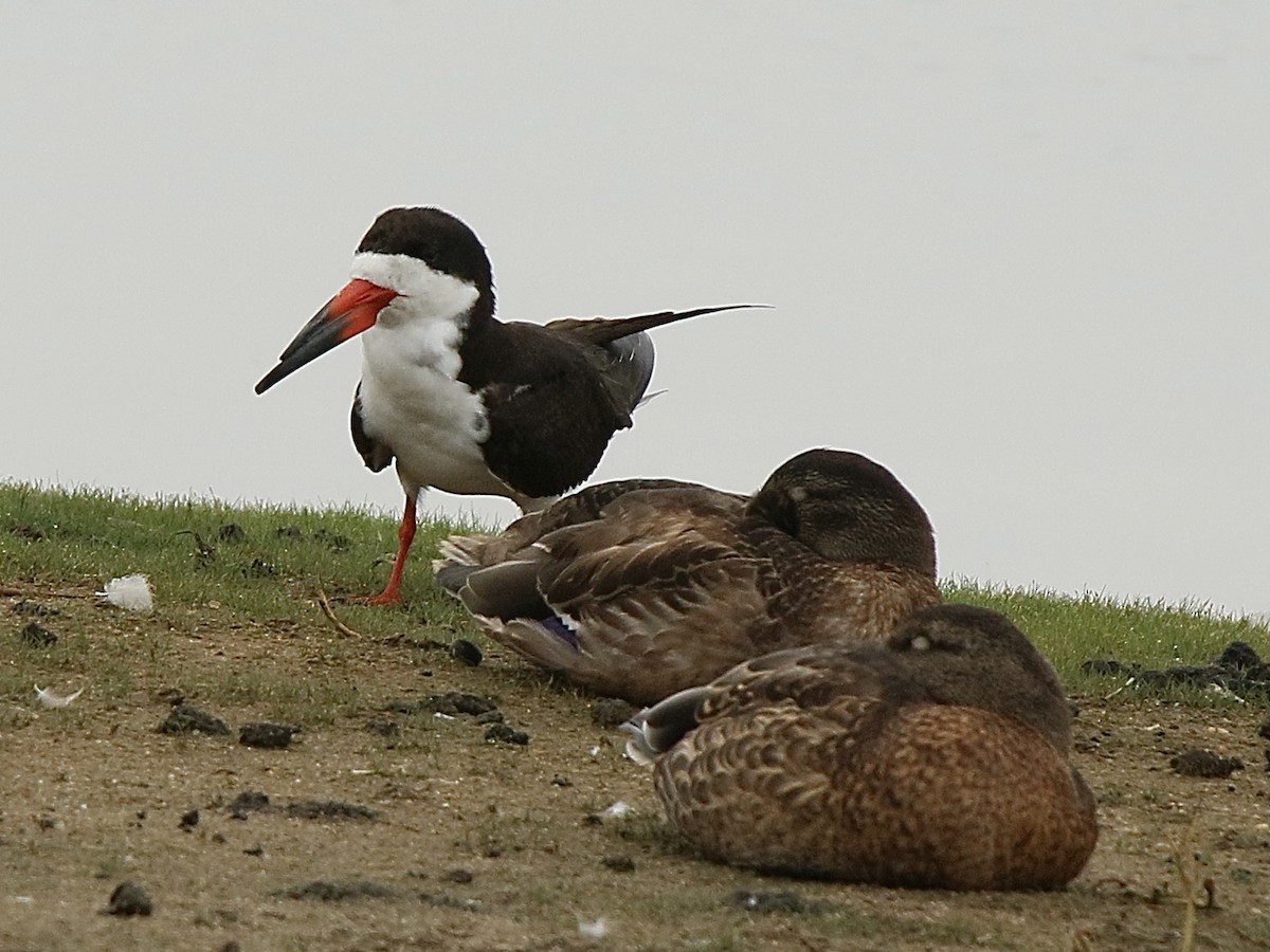 Black Skimmer - ML622304949