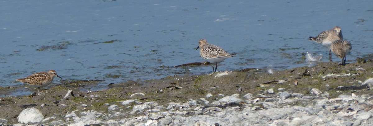 Байрдийн элсэг - ML622304994