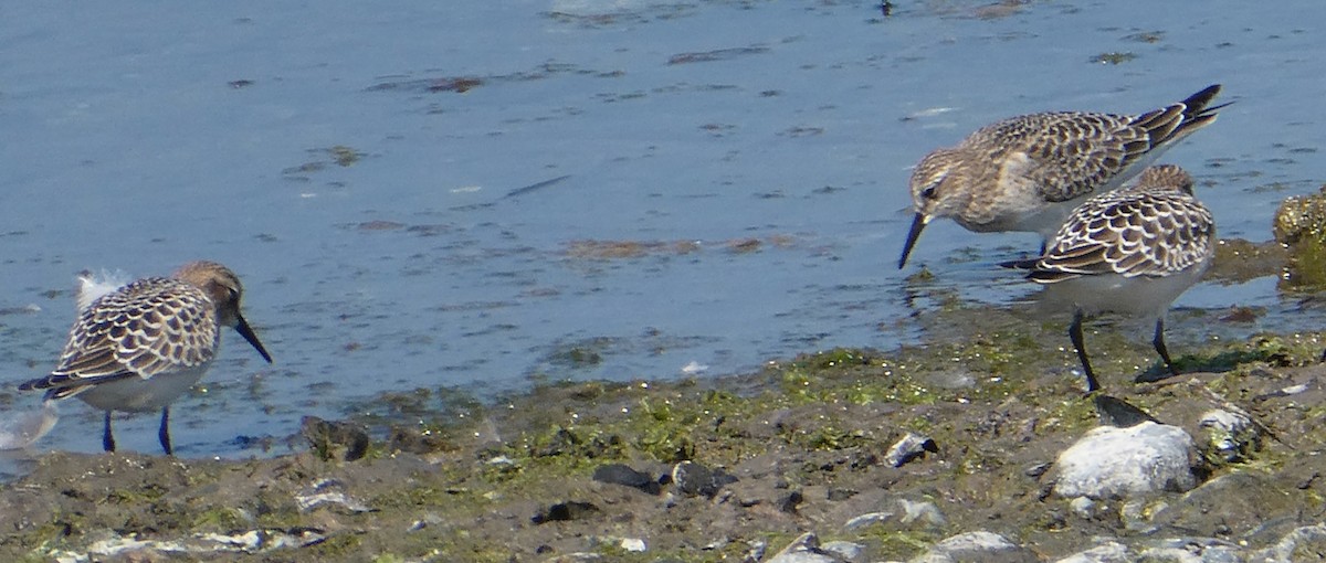 Байрдийн элсэг - ML622304995