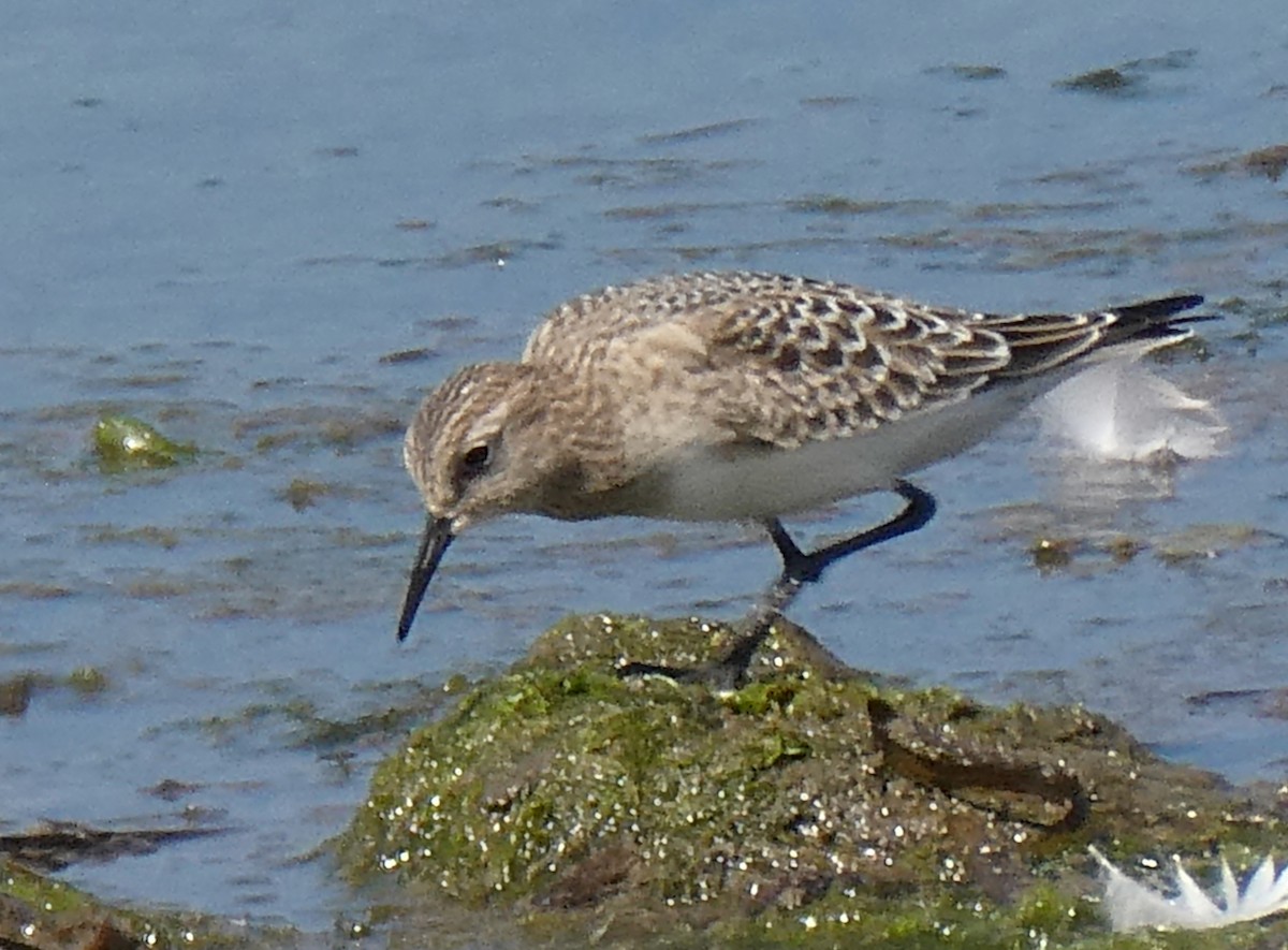 Байрдийн элсэг - ML622304996