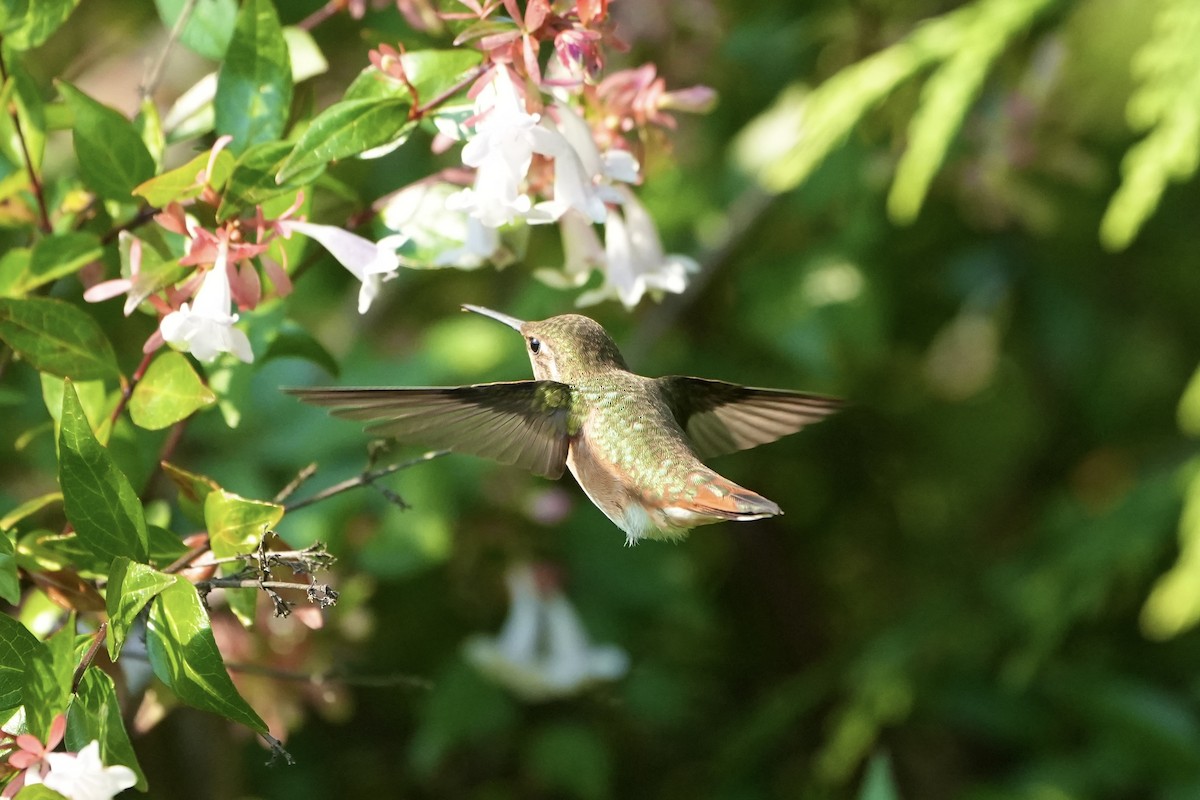 Rufous Hummingbird - ML622305009