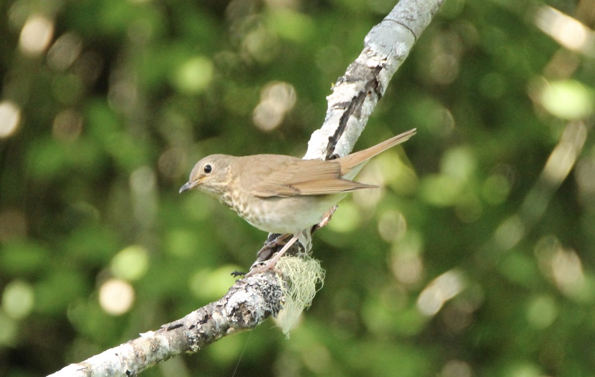 Swainson's Thrush (Russet-backed) - ML62230501