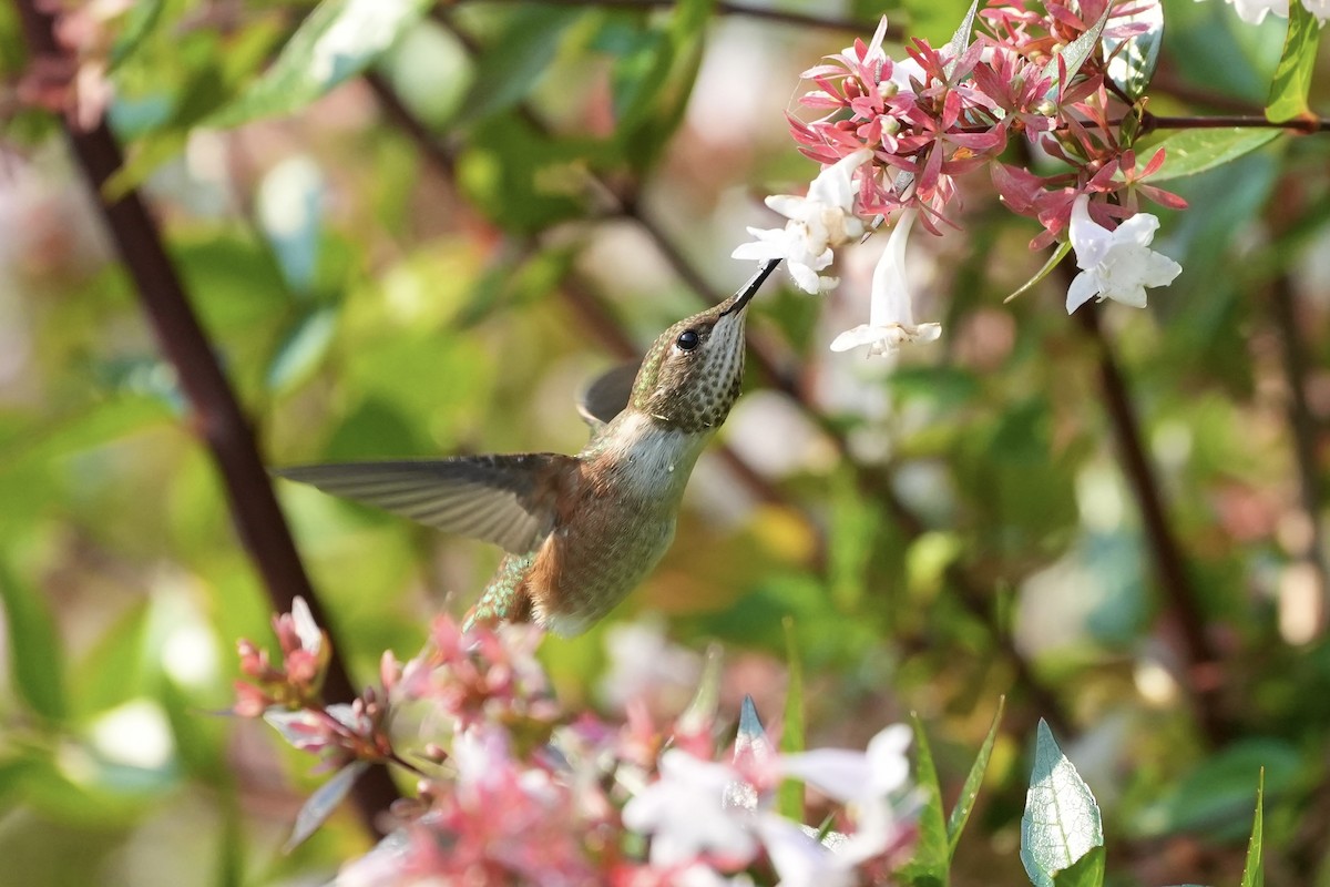 Rufous Hummingbird - ML622305010