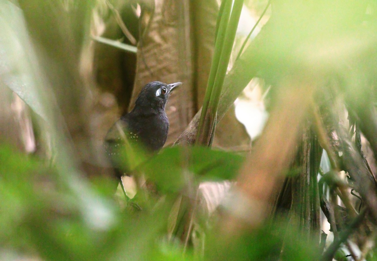 Bleigrau-Ameisenvogel - ML622305023