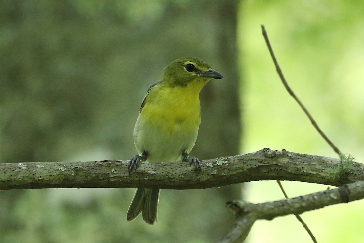 Yellow-throated Vireo - ML62230511