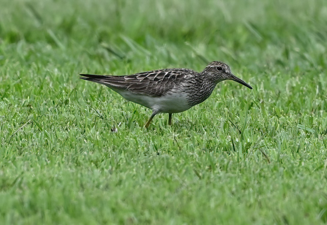 Pectoral Sandpiper - ML622305121