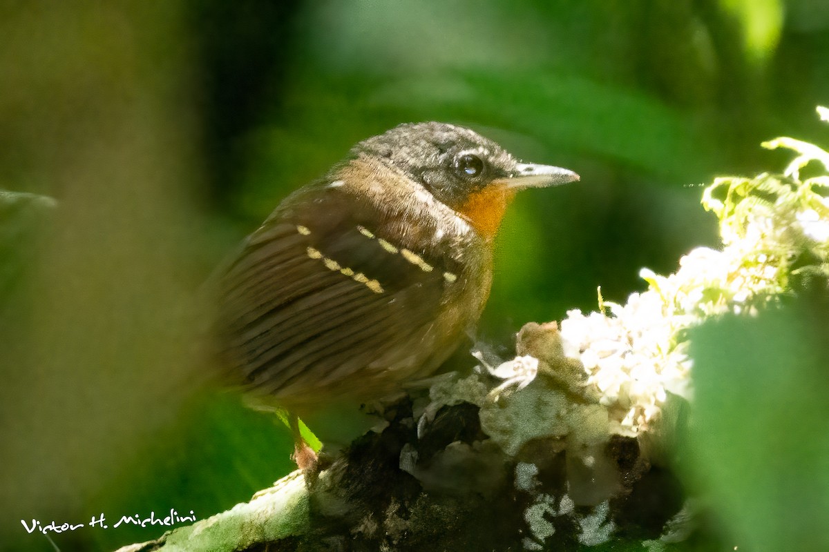 Chestnut-tailed Antbird - ML622305131