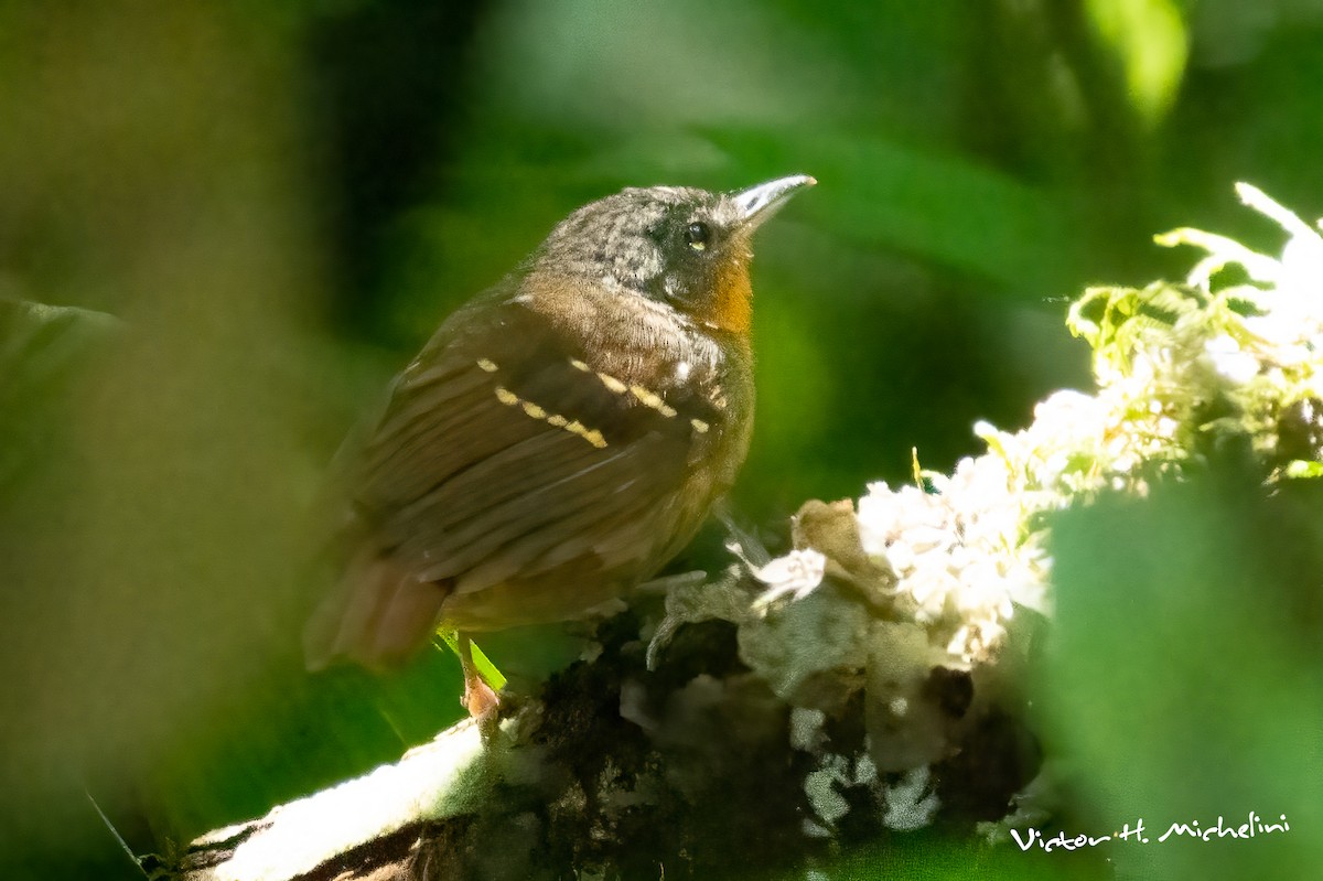 Chestnut-tailed Antbird - ML622305133