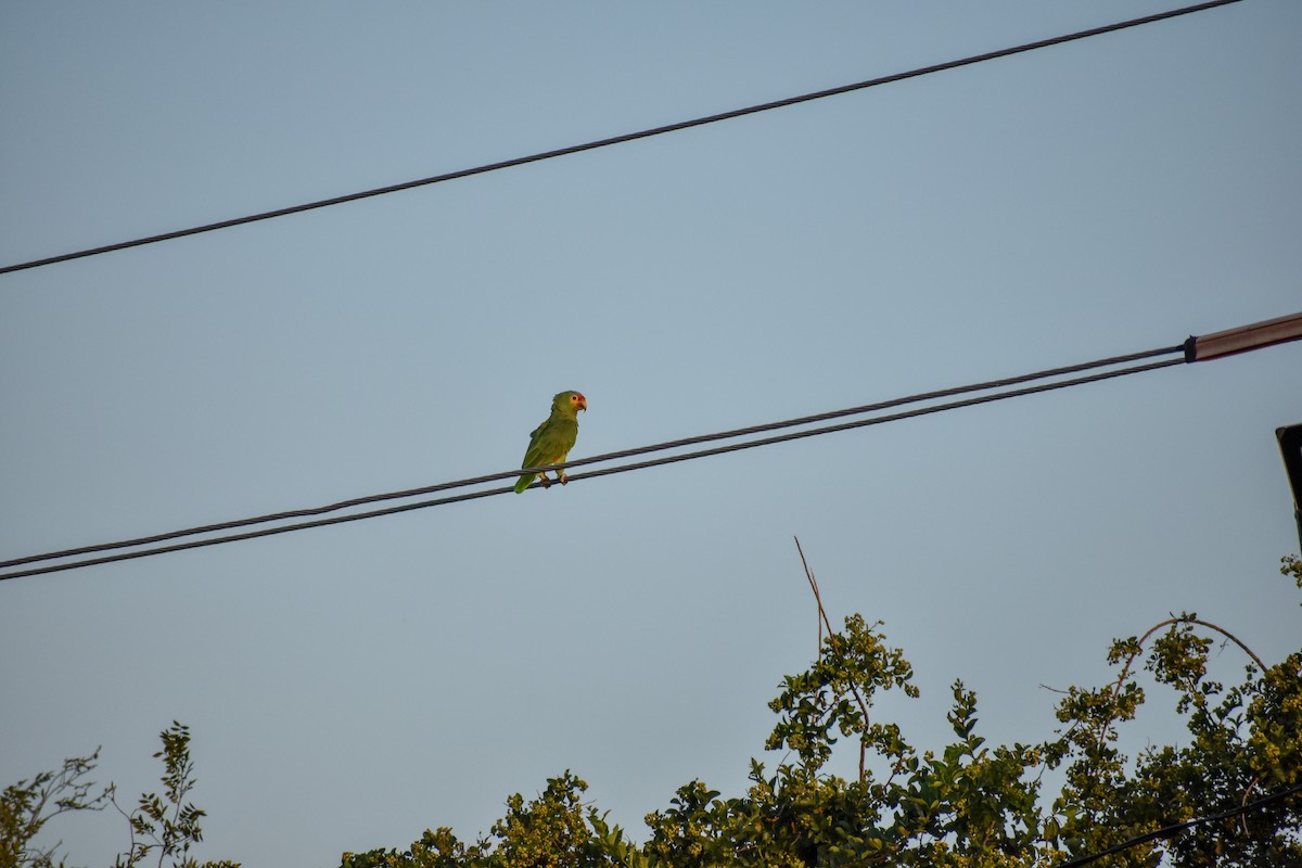 Red-lored Parrot - Gracie Granados