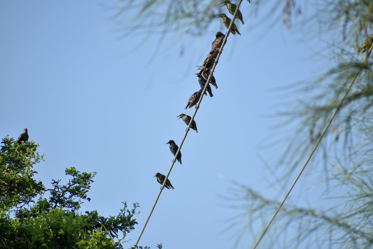 European Starling - ML622305258