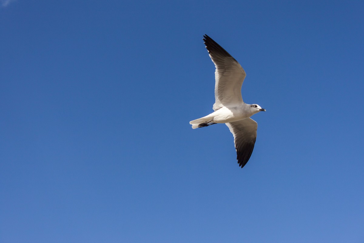 Laughing Gull - ML622305323