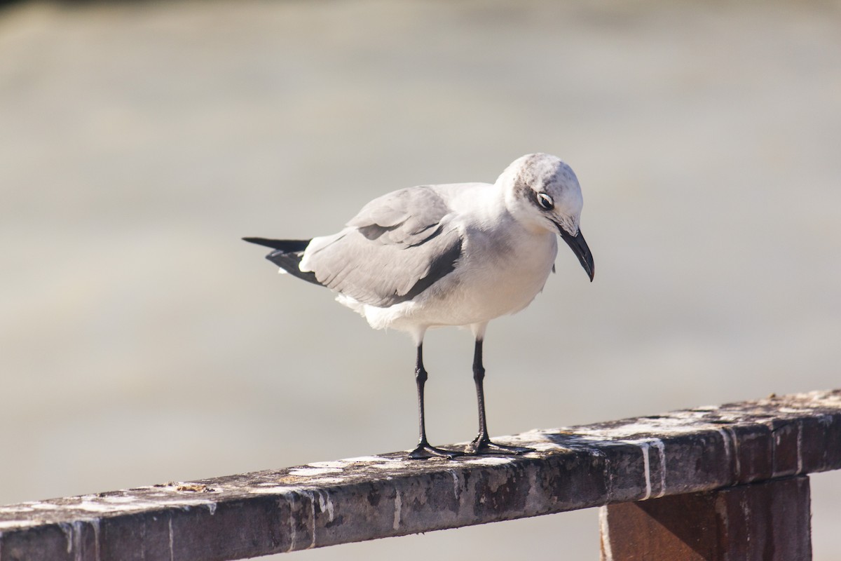 Laughing Gull - Jordo Flores