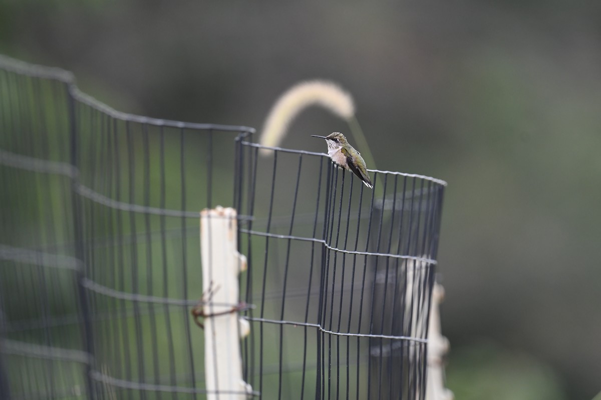 Colibrí Gorjirrubí - ML622305378