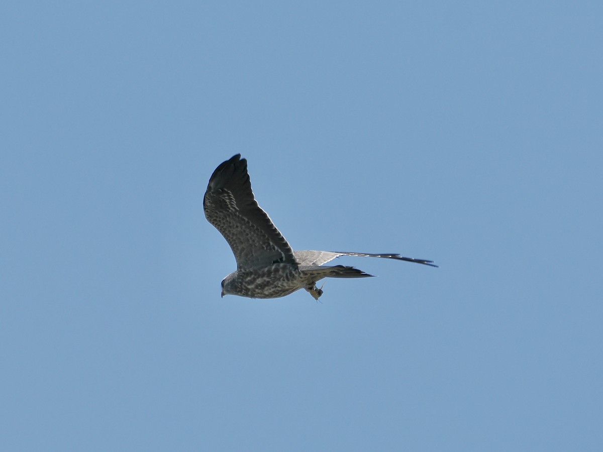 Mississippi Kite - ML622305396