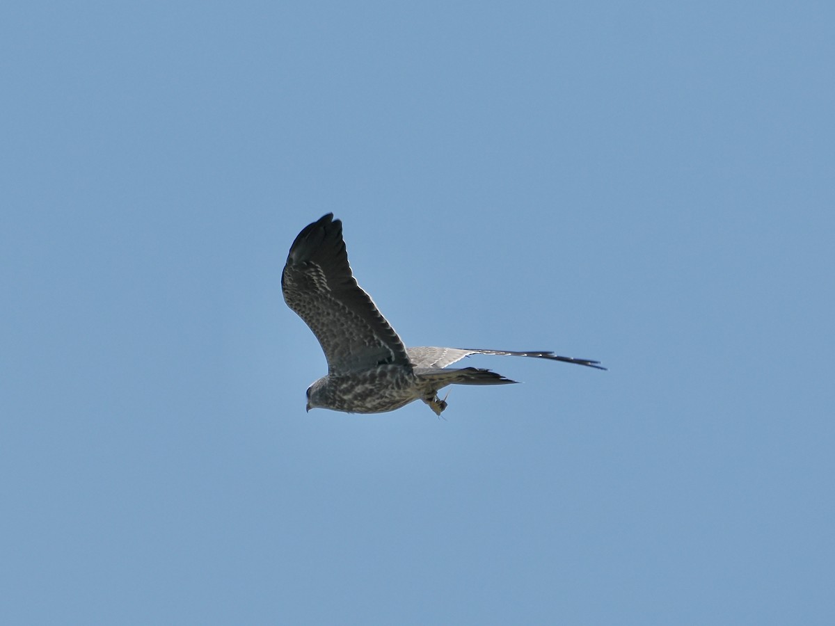 Mississippi Kite - Randy Pinkston