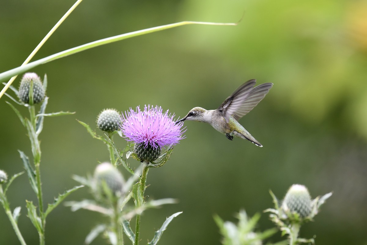 Colibrí Gorjirrubí - ML622305463